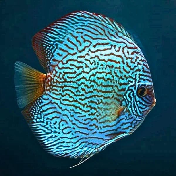 Flora Turquoise Discus