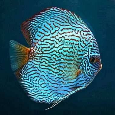 Flora Turquoise Discus
