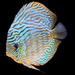 Flora Turquoise Discus