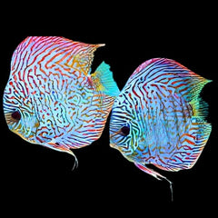 Flora Turquoise Discus