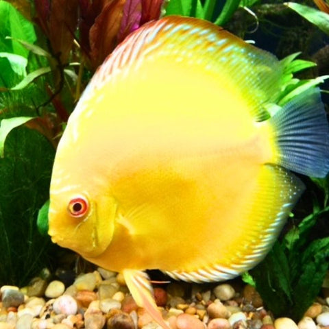 ⁠Albino Golden Discus