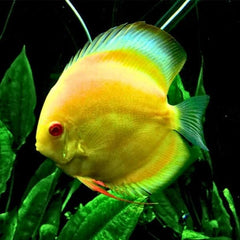 ⁠Albino Golden Discus