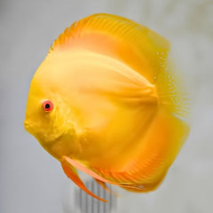 ⁠Albino Golden Discus