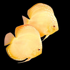 ⁠Albino Golden Discus