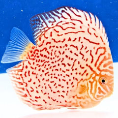 Albino Leopard Discus