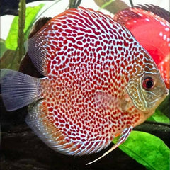 Albino Leopard Discus