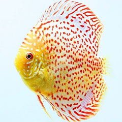 Albino Leopard Discus