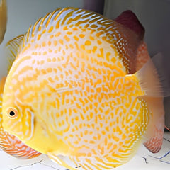 Albino Leopard Discus