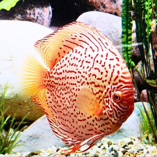 Albino Leopard Discus