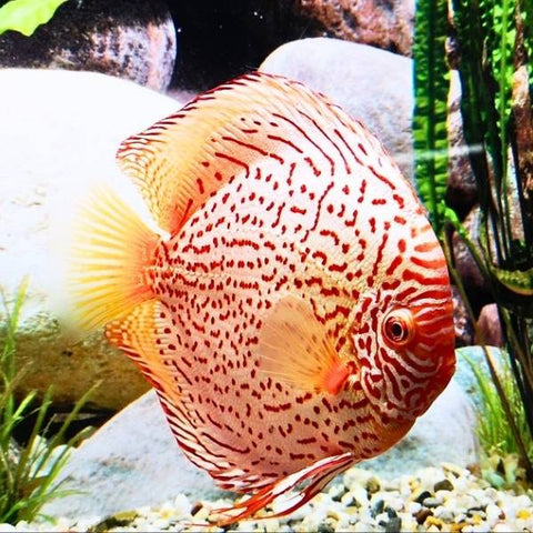 Albino Leopard Discus