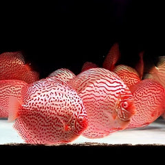 Albino Leopard Discus