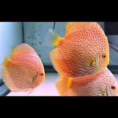 Albino Leopard Discus