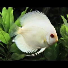 Albino Platinum Discus