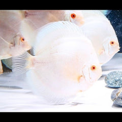 Albino Platinum Discus