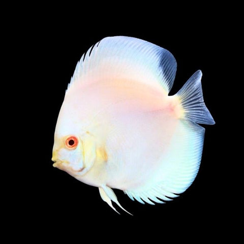 Albino Platinum Discus