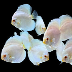 Albino Platinum Discus