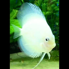 Albino Platinum Discus