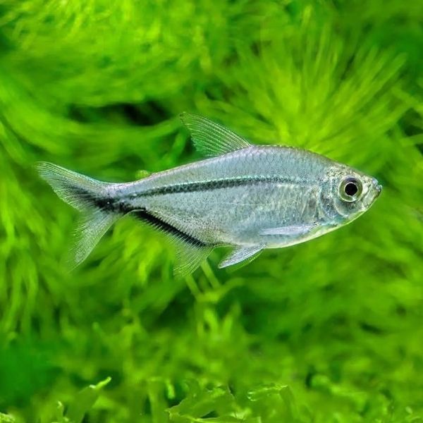 Costae Tetra