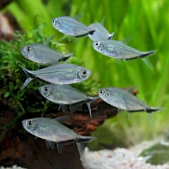 Costae Tetra