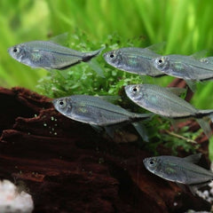 Costae Tetra