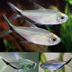 Costae Tetra