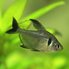 Black Phantom Tetra
