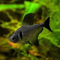 Black Phantom Tetra