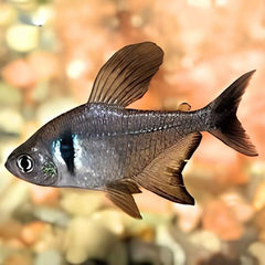 Black Phantom Tetra