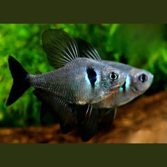 Black Phantom Tetra