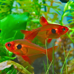 Red Phantom Tetra
