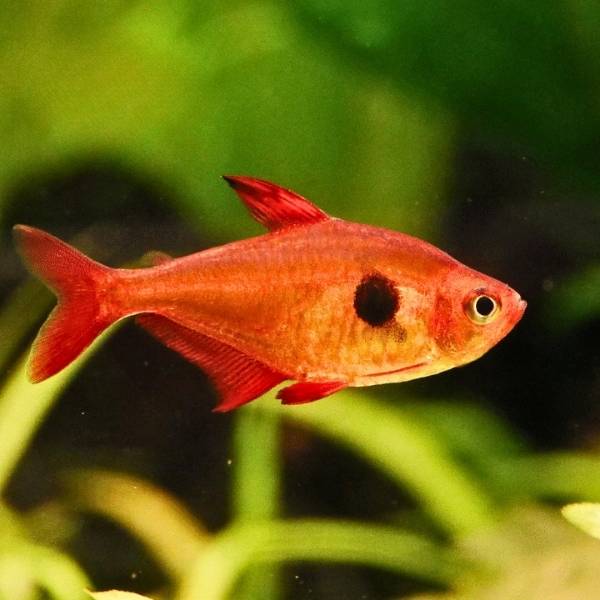 Red Phantom Tetra