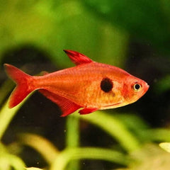Red Phantom Tetra
