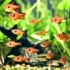 Red Phantom Tetra