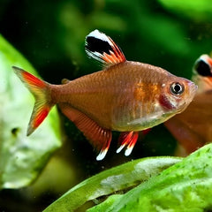 Rosy Fin Tetra
