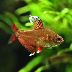 Rosy Fin Tetra