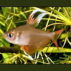 Rosy Fin Tetra