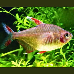Rosy Fin Tetra