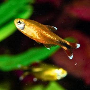 Silver Tip Tetra