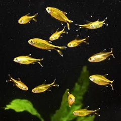 Silver Tip Tetra
