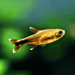 Silver Tip Tetra