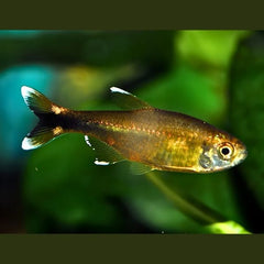 Silver Tip Tetra