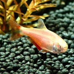 Albino Buenos Tetra
