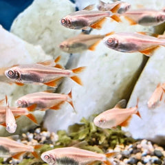 Albino Buenos Tetra