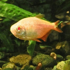 Albino Buenos Tetra