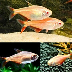 Albino Buenos Tetra