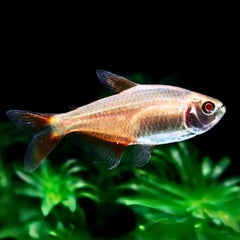 Albino Buenos Tetra