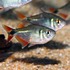 Black Buenos Tetra