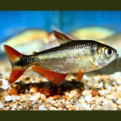 Black Buenos Tetra