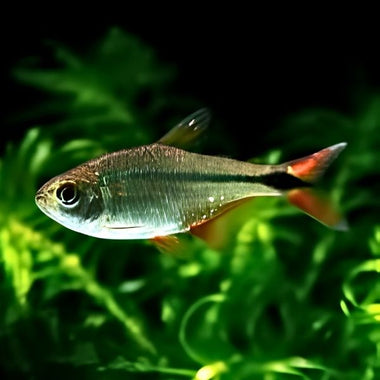 Black Buenos Tetra