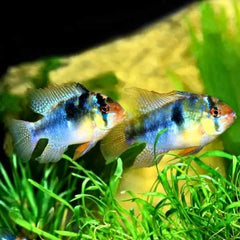 German Ramirezi